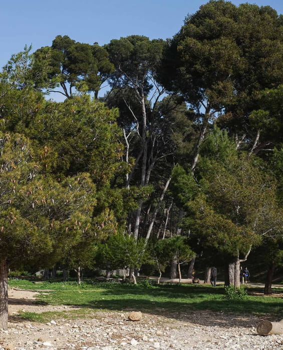 pins landes françaises